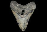 Fossil Megalodon Tooth - Multi-Toned Coloration #131884-1